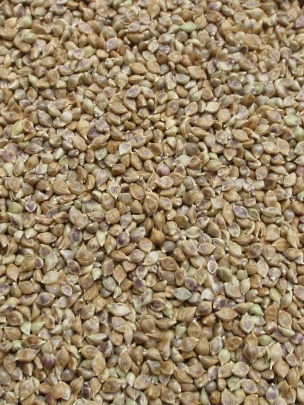 Pearl Millet (treated)